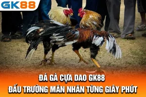 Đá Gà Cựa Dao GK88: Đấu Trường Mãn Nhãn Từng Giây Phút