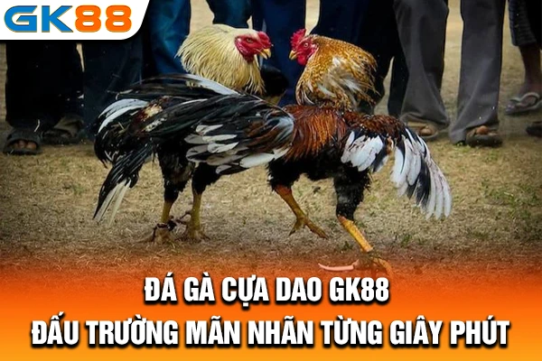 Đá Gà Cựa Dao GK88: Đấu Trường Mãn Nhãn Từng Giây Phút