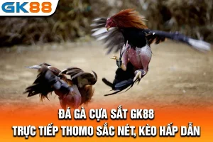 Đá Gà Cựa Sắt GK88: Trực Tiếp Thomo Sắc Nét, Kèo Hấp Dẫn