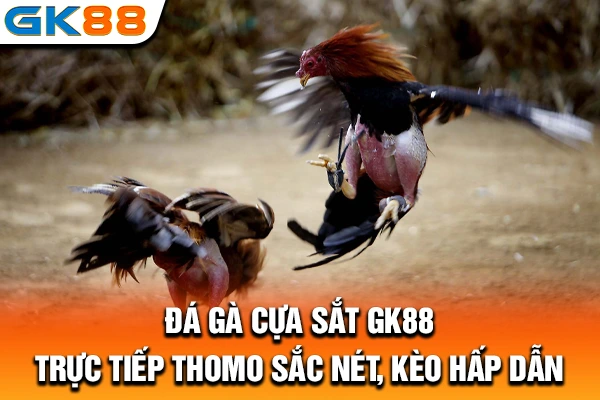 Đá Gà Cựa Sắt GK88: Trực Tiếp Thomo Sắc Nét, Kèo Hấp Dẫn