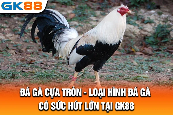 Đá Gà Cựa Tròn - Loại Hình Đá Gà Có Sức Hút Lớn Tại GK88
