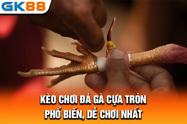 Kèo chơi đá gà cựa tròn phổ biến, dễ chơi nhất